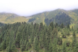Forêts d'épicéas sur les pentes