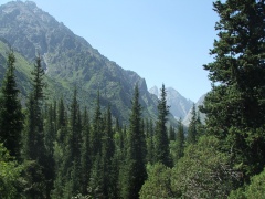Sapins, végétation dense et hautes montagnes