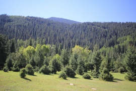 Forêts d'épicéas près du sanatorium