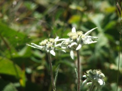 La fleur d'Edelweiss pousse à Ala-Archa