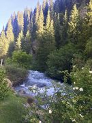 Rivière et forêt d'épicéas