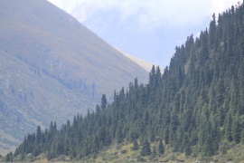 Forêts d'épicéas denses sur les pentes